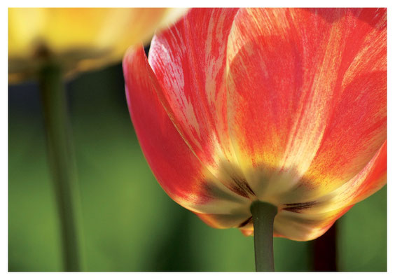 orange Tulpenblüte Nr. 14