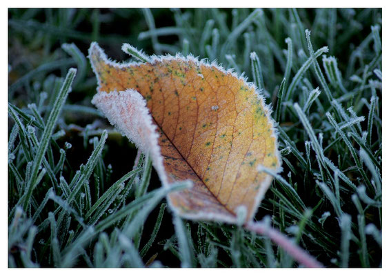 Herbstblatt im Reif Nr. 514