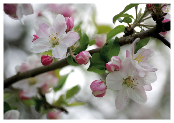 Apfelblüten Nr. 28