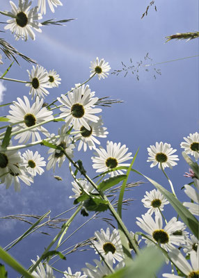 Margriten gen Himmel