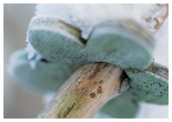Holzblume im Reif Nr. 139