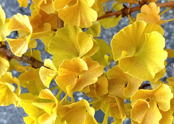 Gingko