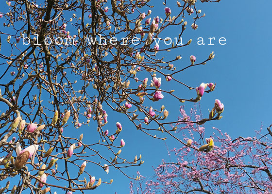 bloom where you are