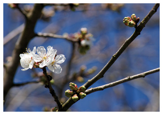 einzelne Kirschblüten Nr. 25