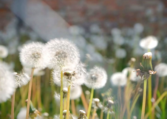 Pusteblumen vor Steinwand
