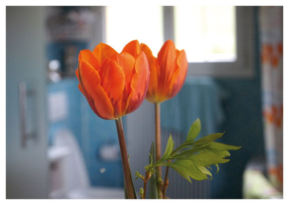 gespiegelte Tulpe Nr. 13