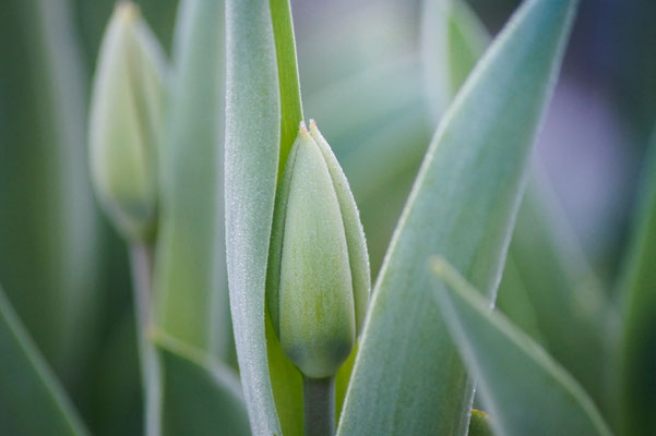 Tulpe im Reif Nr. 02