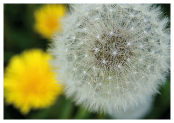 Löwenzahn und gelbe Blüten Nr. 32