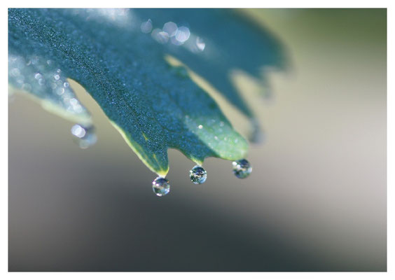 Tropfen am Blatt  Nr. 35