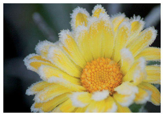 Ringelblüte im Reif Nr. 502