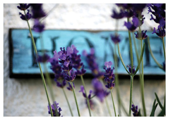 Lavendel Home Nr. 123/213