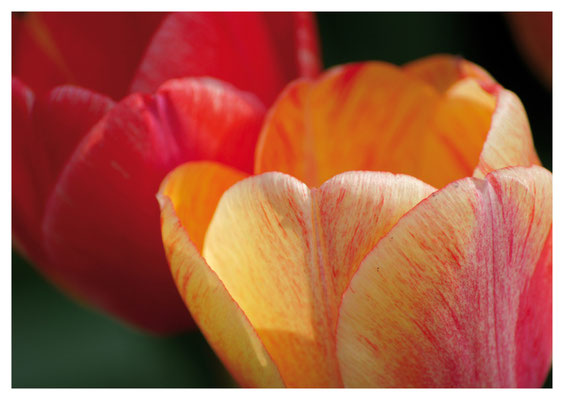 Tulpenkelche Nr. 16