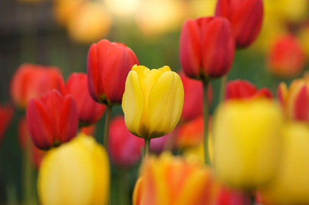 Gelbe Tulpe im Tulpenfeld Nr. 03