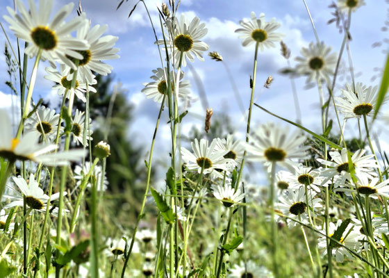 vollblumige Margritenwiese
