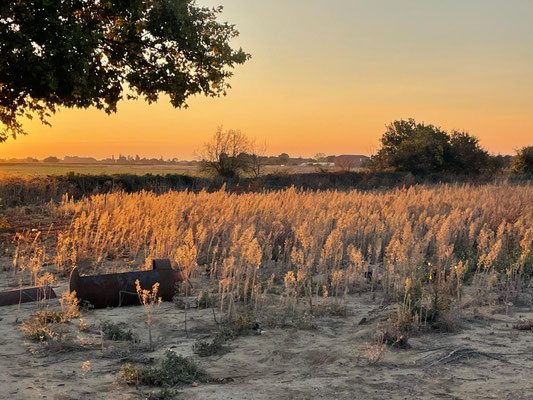 goldenes Licht des Südens