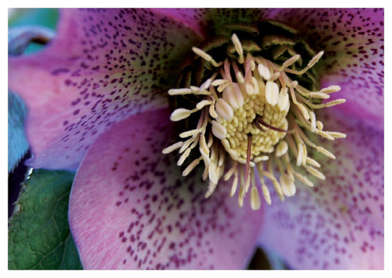 lila Christrose Nr. 510
