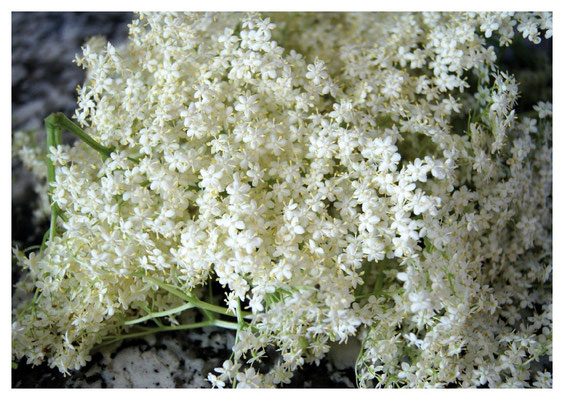 Holunderblüten Nr. 27