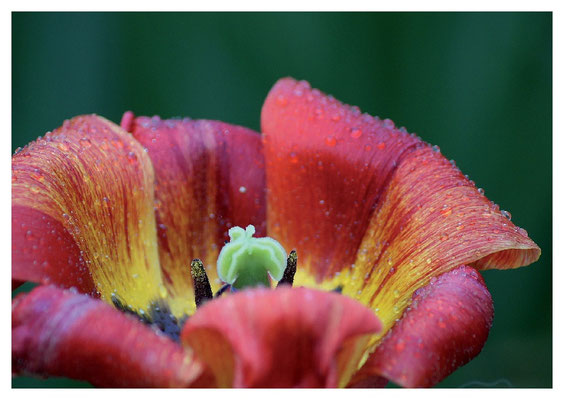 Tulpenstempel Nr. 11 - nur noch wenige