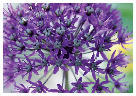 violette Kugel Nr. 23 - leider ausverkauft