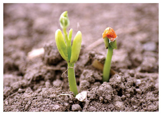 Hervorspriessen Nr. 04