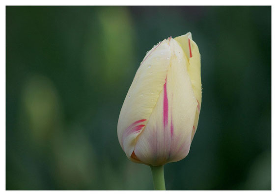 blassgelbe Tulpe Nr. 12