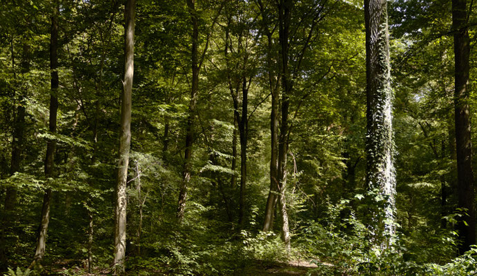 WALD - FOREST