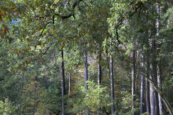 WALD - FOREST