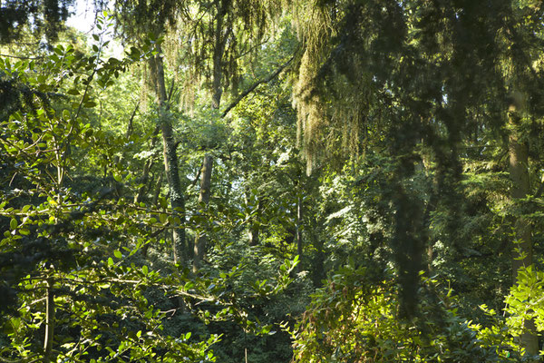 Tree Summer©Ellen Bornkessel