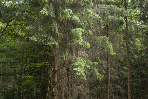 wald©ellen_bornkessel_forest