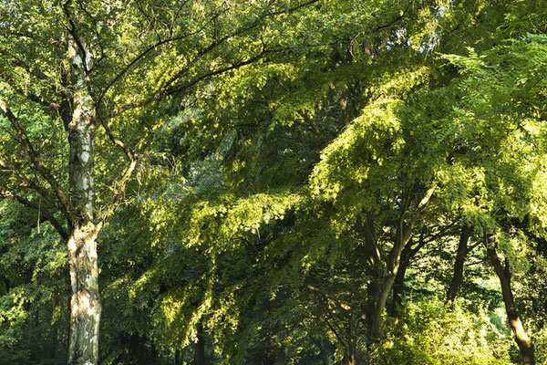 Tree Summer©Ellen Bornkessel