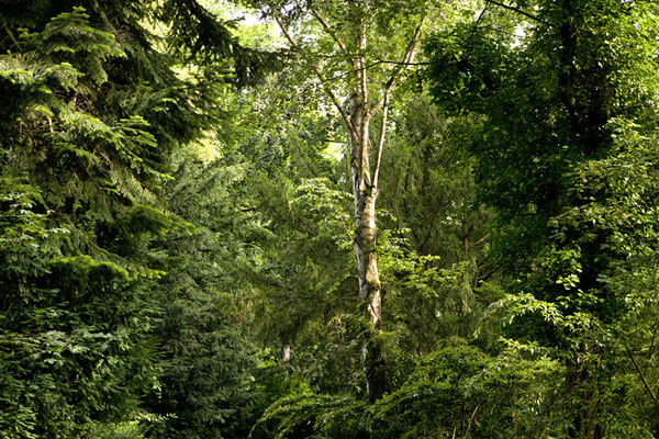 Tree Summer©Ellen Bornkessel