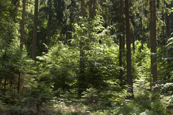 wald©ellen_bornkessel_forest