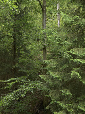 WALD - FOREST