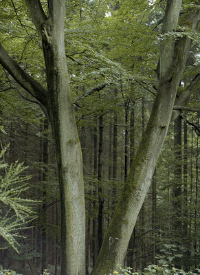 wald©ellen_bornkessel_forest