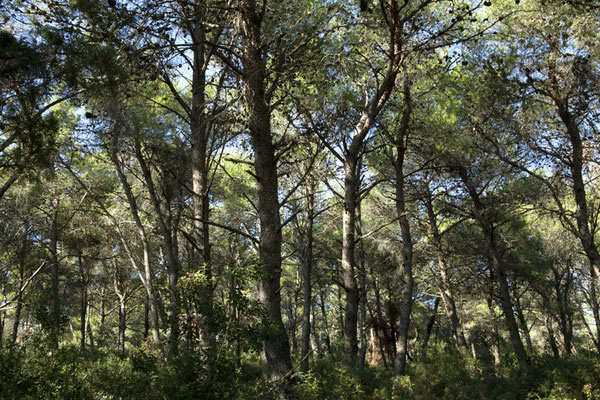 WALD - FOREST