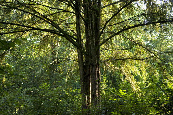 Tree Summer©Ellen Bornkessel