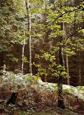 WALD - FOREST