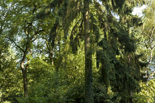 Tree Summer©Ellen Bornkessel