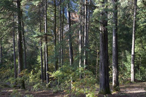 WALD - FOREST