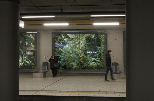 Embassy of Trees: "Forest Dream"  Ellen Bornkessel