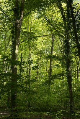 WALD - FOREST