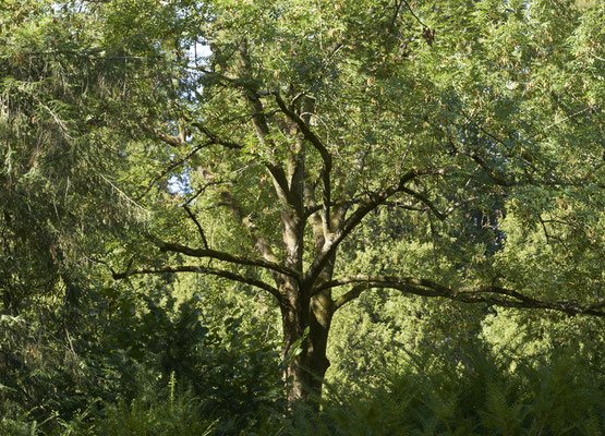 WALD - FOREST