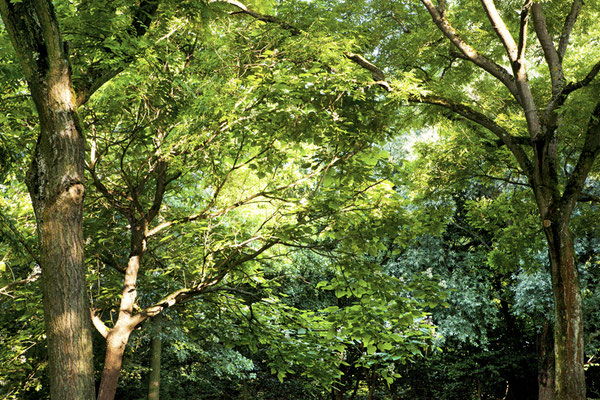 Tree Summer©Ellen Bornkessel