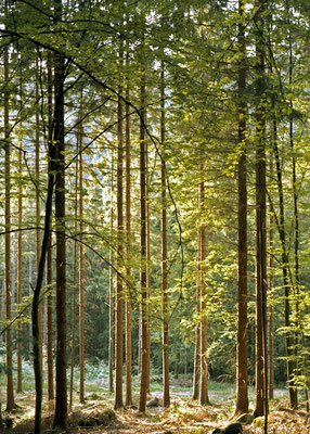 WALD - FOREST