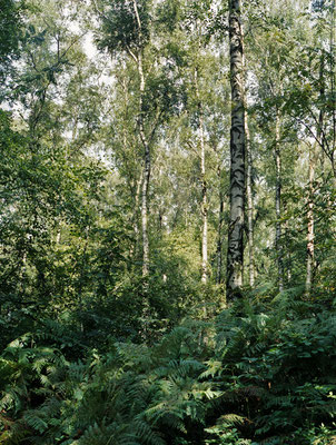 wald©ellen_bornkessel_forest