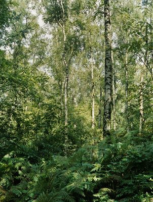 WALD - FOREST