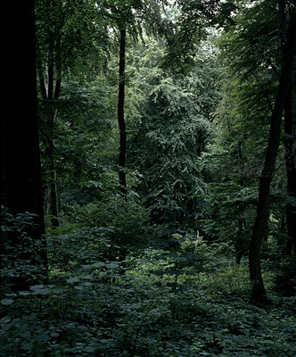 WALD - FOREST