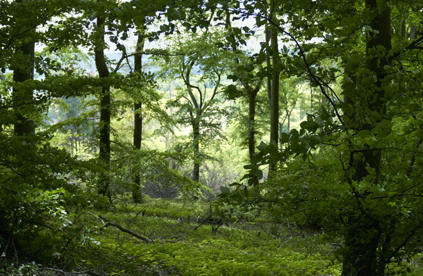 WALD - FOREST