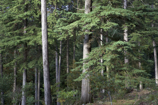 WALD - FOREST
