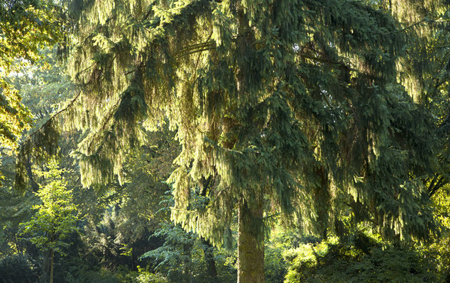 Tree Summer©Ellen Bornkessel